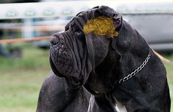 A kutyák agyának mérete befolyásolhatja a képességeiket