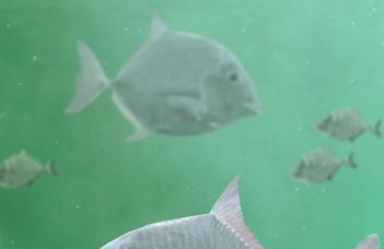 Új kréta kori őshalfaj az iharkúti dinoszauruszlelőhelyről