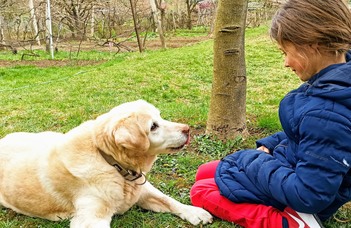 A rövid orrú kutyák néznek a legtöbbet az ember szemébe