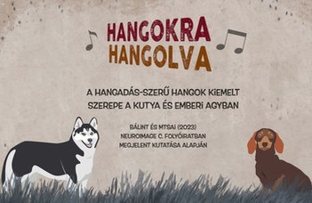 A kutyák és az emberek hasonlóan dolgozzák fel a hangokat