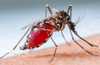 Környezetbarát hordozóanyaggal válhat hatékonyabbá a biológiai szúnyogirtás