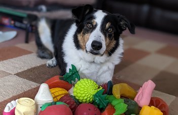 Some Dogs Can Learn New Words by Eavesdropping on Their Owners