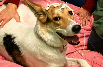 Dogs may never learn that every sound of a word matters
