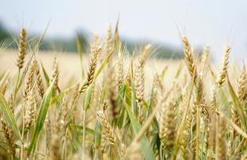 K&H a fenntartható agráriumért ösztöndíjpályázat