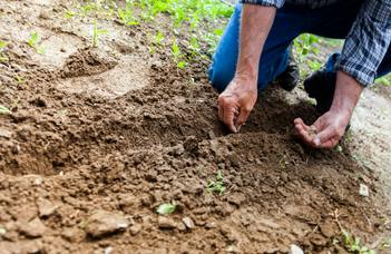 Many factors influence the fate of pharmaceutical residues in the soil