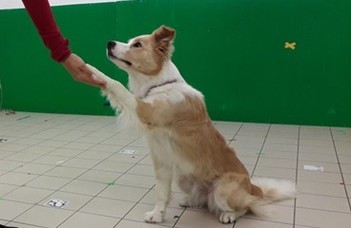 A kutyák tanulását segíti, ha dicsérettel és simogatással is jutalmazzuk