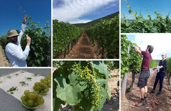 A furmint szőlőfajta hajtásaiban rejtőzködő diverzitás