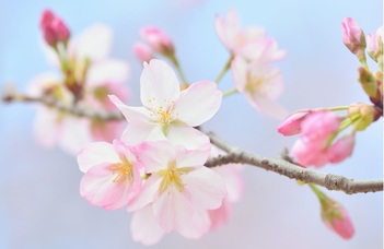 Sakura Science Exchange Program