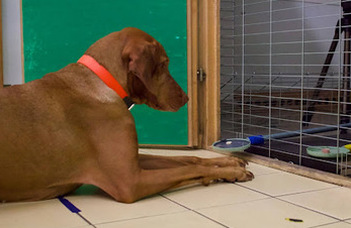 Family dogs’ ADHD-like traits are linked to learning and self-control
