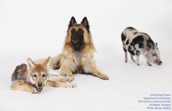 Entry with dog only - Video series the 2022 Dog Ethology Conference