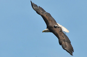 Secrets of Cross-Country Flight: How Birds Master Thermal Currents for Long-Distance Travel