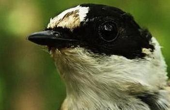 Assortative mating and filtering sexual signals